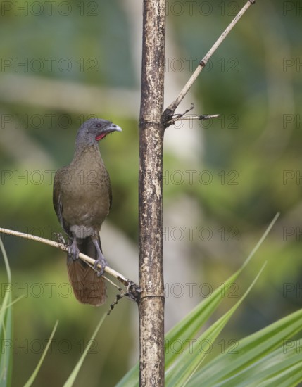 Rufous-vented Chachalaca (Ortalis ruficauda ruficauda), Trinidad and Tobago
