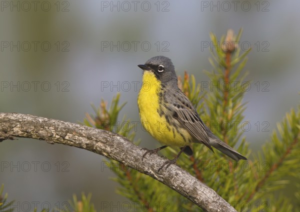 Kirtland's Warbler (Setophaga kirtlandii) male, Michigan, USA