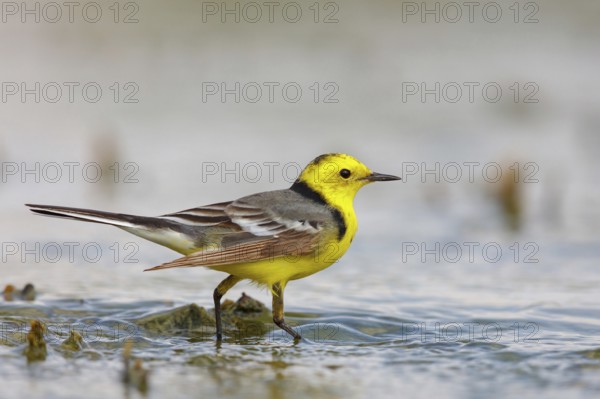 Citrine wagtail, (Motacilla citreola), foraging in a biotope, Middle East, Oman, songbird, family of stilts and pipits, Raysut, Salalah, Dhofar, Oman
