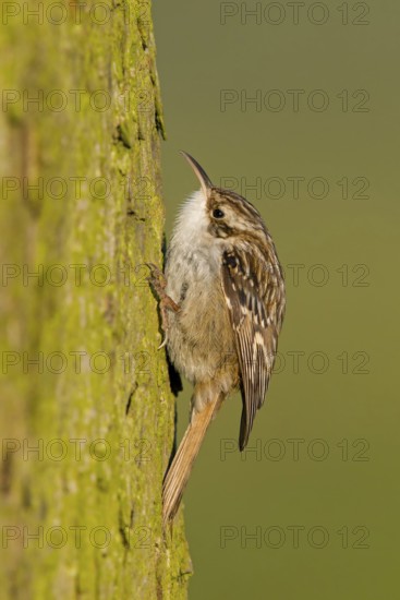 Short-toed Treecreeper (Certhia brachydactyla), Baden-Wuerttemberg, Germany