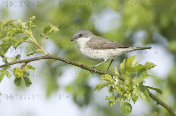 Lesser Whitethroat (Sylvia curruca), Mecklenburg-Western Pomerania, Germany