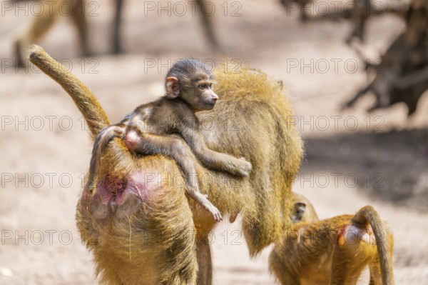 Guinea baboon (Papio papio) youngster hanging on its mothers back, Bavaria, Germany Europe