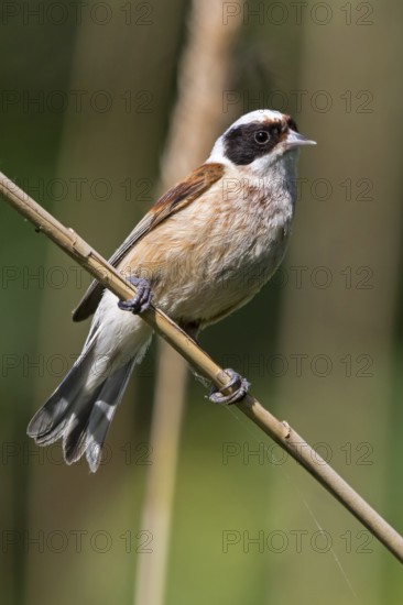 Penduline Tit, (Remiz pendulinus), Rémiz penduline, animals, birds, tits, family of Penduline Tits, Lake Neusiedl, Illmitz, Burgenland, Austria