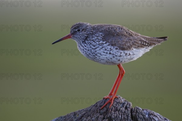 Common Redshank (Tringa totanus) perched on a pale, Netherlands