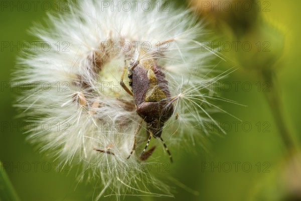 Close-up image capturing a bug amidst the fluffy white seeds of a dandelion, detailed with vibrant natural greens and intricate textures