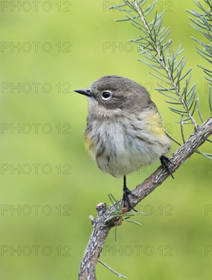 Myrtle Warbler (Setophaga coronata coronata), Saskatchewan, Canada