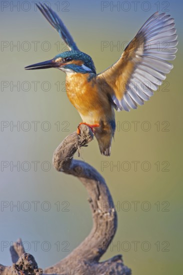 Common Kingfisher (Alcedo atthis) male, Saxony-Anhalt, Germany