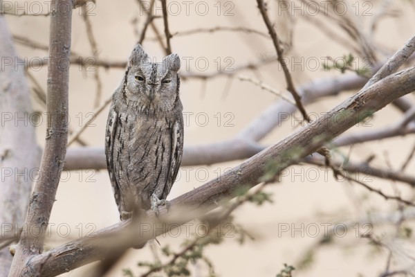 Pallid Scops Owl (Otus brucei), Eilat, Israel