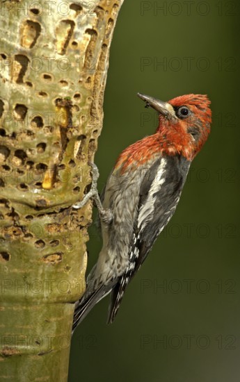 Red-breasted Sapsucker (Sphyrapicus ruber), British Columbia, Canada
