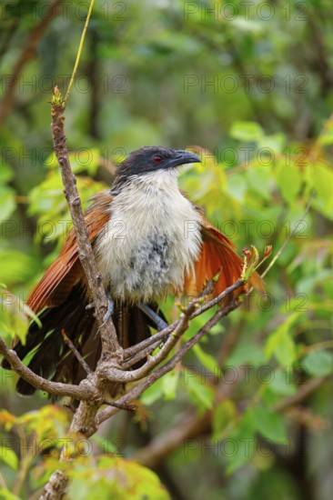 Tiputip, White-browed Coucal, (Burchells Coucal), Centropus superciliosus burchelli, White-browed Spur-winged Cuckoo, animals, birds, iSimangaliso Wetland Park, St. Lucia, KwaZulu-Natal, South Africa
