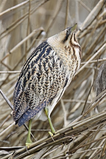 Bittern (Botaurus stellaris), camouflaged standing on reeds, Flachsee nature reserve, Canton Aargau, Switzerland
