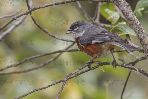 Bay-chested Warbling-Finch (Poospiza thoracica) perched on a branch in the Atlantic rainforest of southeast Brazil