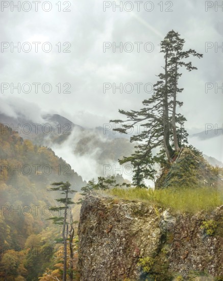 Hakusan National Park, Maiden Pine (Pinus parviflora), Super Rindo Forest Road, Hakusan National Park, Honshu, Japan