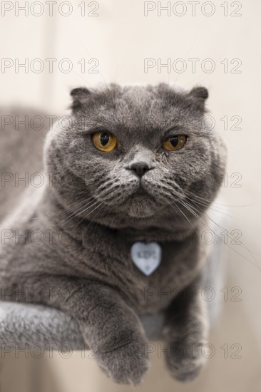 Close-up of a Scottish Fold cat showcasing its dense, soft gray coat and vivid orange eyes, highlighted by distinct facial features typical of the breed