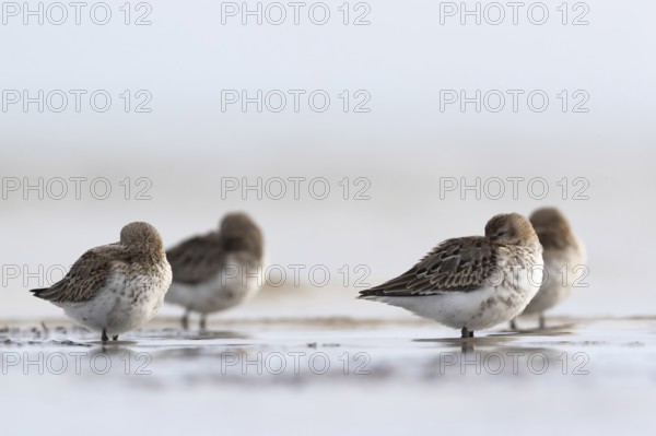 Dunlin (Calidris alpina) resting on shoreline, Mecklenburg-Western Pomerania, Germany
