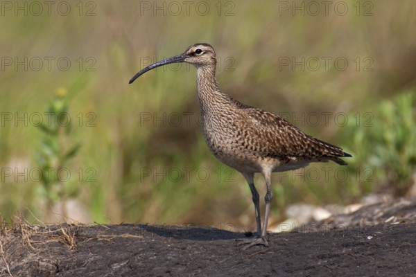 Whimbrel (Numenius phaeopus), Texas, USA