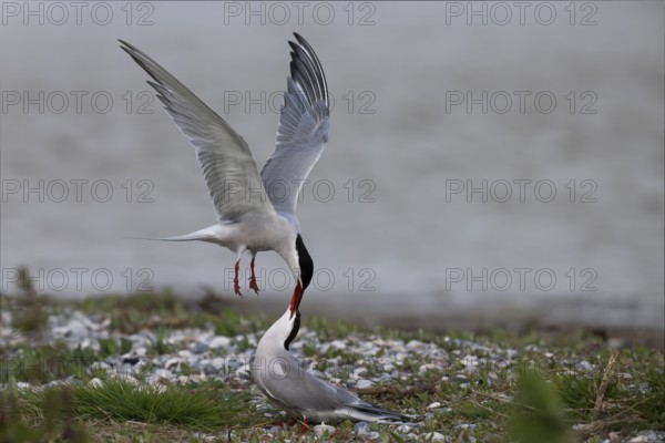 Common Tern (Sterna hirundo), Texel, Netherlands