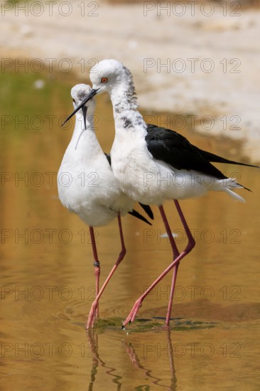 Two birds with black and white plumage standing in the water, Black Black-winged Stilt (Himantopus himantopus), France
