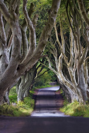 Famous beech avenue, The Dark Hedges, lonely tunnel avenue, film set, film location for Game of Thrones, morning light, Ballymoney, County Antrim, Northern Ireland, Great Britain