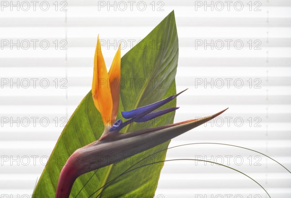 Studio photo, Strelitzia (Strelitziaceae), flower with petal, Stuttgart, Baden-Württemberg, Germany