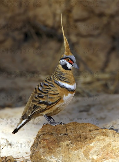 Spinifex Pigeon (Geophaps plumifera), Queensland, Australia