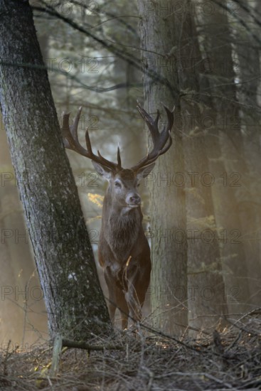 Red Deer (Cervus elaphus) stag in morning fog, North Rhine-Westphalia, Germany