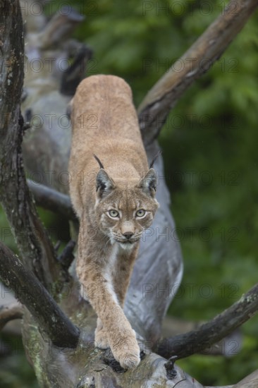 One Eurasian lynx, (Lynx lynx), walking on fallen dead tree with a green natural background and autumnal leaves in the foreground