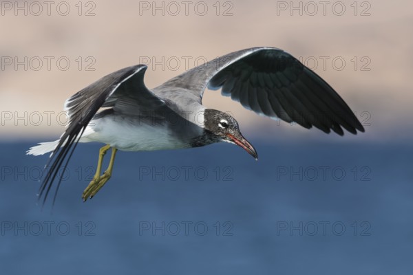 White-eyed Gull (Ichthyaetus leucophthalmus) flying, Eilat, Israel