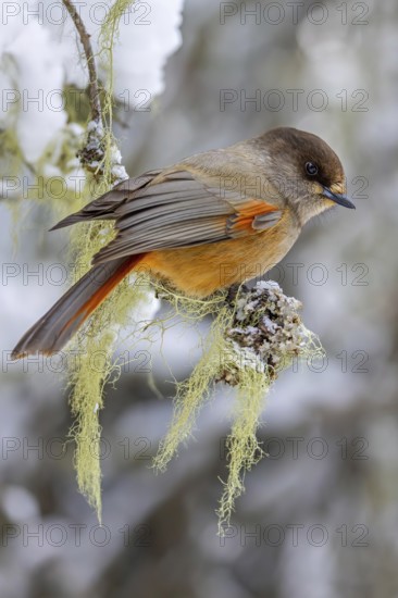 Siberian jay (Perisoreus infaustus, Corvus infaustus) perched in spruce tree in snow covered taiga in winter, Scandinavia