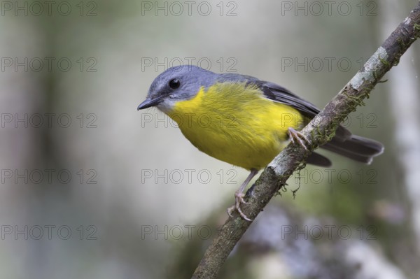 Eastern Yellow Robin (Eopsaltria australis), Queensland, Australia