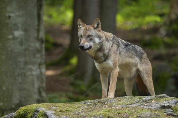 Wolf (Canis lupus) standing on a moss-covered rock and looking attentively, captive, Bavarian Forest National Park, Bavaria, Germany