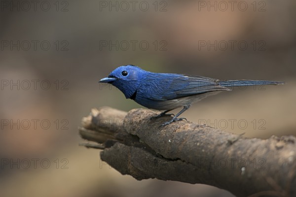 Black-naped Monarch (Hypothymis azurea) male perched on an old branch, West Bengal, India