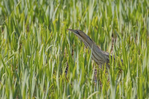 Great or Eurasian bittern (Botaurus stellaris) adult bird in a reedbed in spring, RSPB Minsmere nature reserve, Suffolk, England, United Kingdom