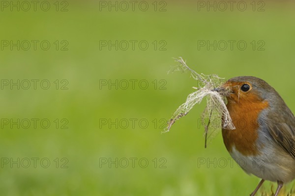 European robin (Erithacus rubecula) adult garden bird with nesting material in its beak in spring, Suffolk, England, United Kingdom