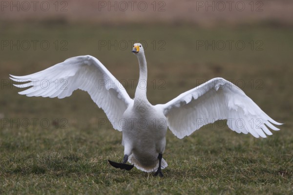 Whooper Swan (Cygnus cygnus), North Rhine-Westphalia, Germany