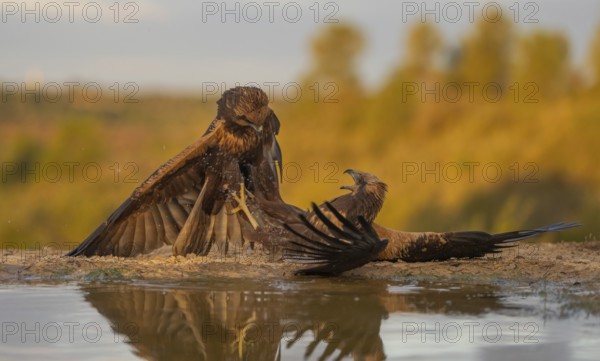 Striking image showing a confrontation between two majestic eagles by a small pond, with vibrant fall foliage in the background