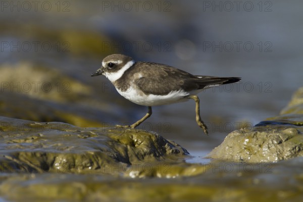 Common Ringed Plover (Charadrius hiaticula) juvenile, Andalusia, Spain