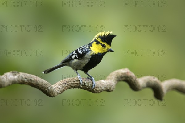 Yellow-cheeked Tit (Machlolophus spilonotus) male, Yunnan, China