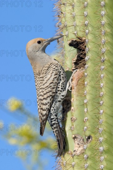 Gilded Flicker Colaptes auratus Tucson, Pima Co., ARIZONA, USA 29 April Adult Female Picidae