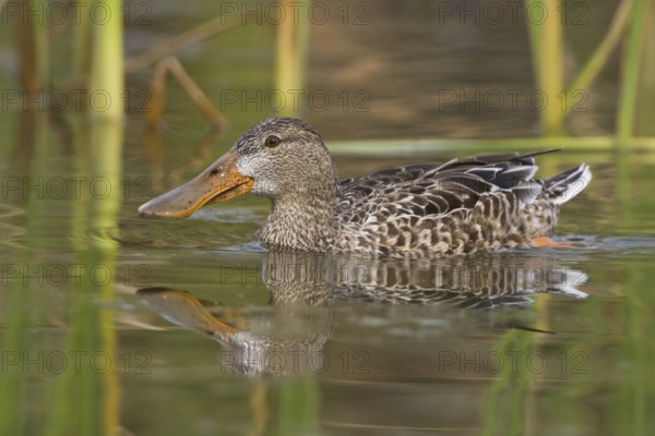 Northern Shoveler (Spatula clypeata) female, British Columbia, Canada