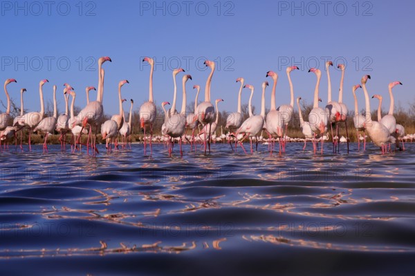 A captivating scene of pink flamingos in the nuptial stop, gathered in a shallow lake in the French Camargue under a soft evening light