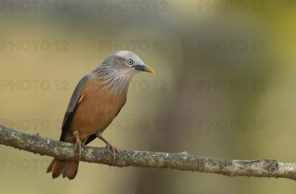 Chestnut-tailed starling (Sturnia malabarica) ., Sreepur, Gazipur, Bangladesh
