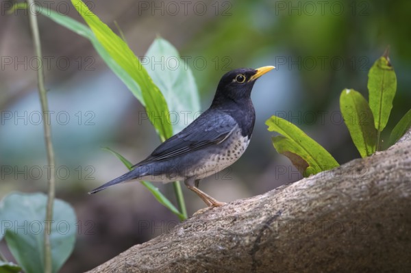 Japanese Thrush (Turdus cardis) male, Hanoi, Vietnam