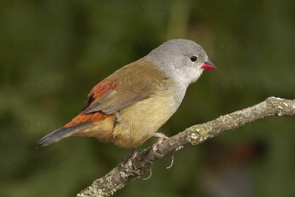 Yellow-bellied Waxbill (Coccopygia quartinia)