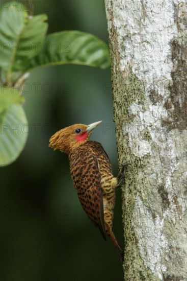 Waved Woodpecker (Celeus undatus) perched on a branch in the rainforest of Guyana