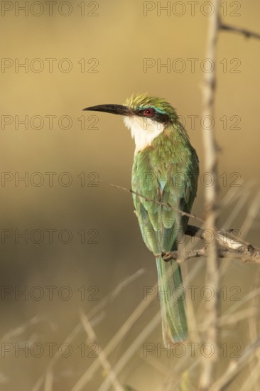 Somali Bee-eater (Merops revoilii), Samburu, Kenya