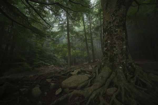 Misty forest with towering trees and sprawling roots, creating an enchanting, serene atmosphere. The lush green foliage and textured bark enhance the tranquil ambiance
