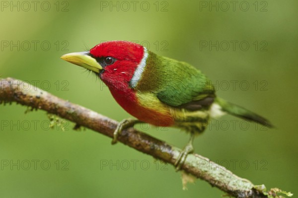Red-headed Barbet (Eubucco bourcierii) male perched on a branch, Ecuador