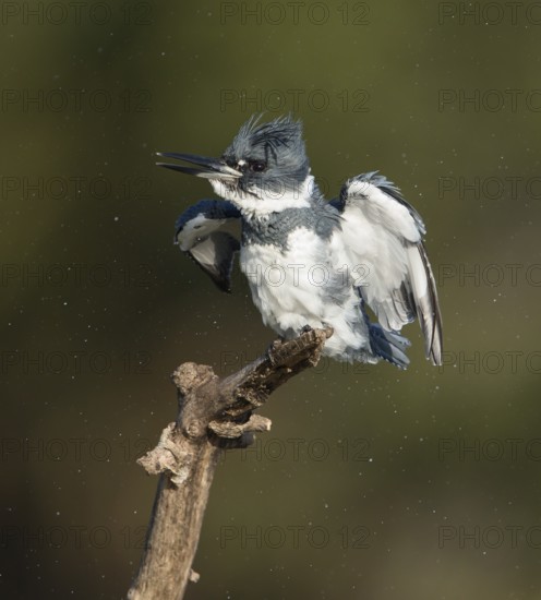 Belted Kingfisher (Megaceryle alcyon) male, Florida, USA