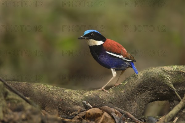 Blue-headed Pitta (Hydrornis baudii) male, Sabah, Malaysia